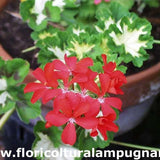 Pelargonium  Happy Thought vaso 10