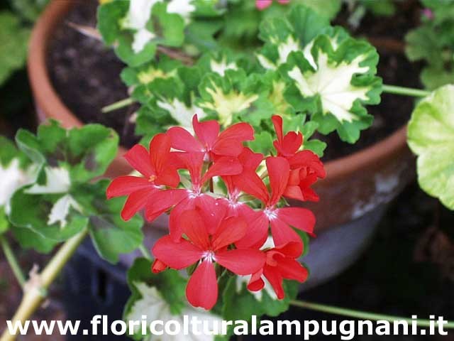 Pelargonium  Happy Thought vaso 10
