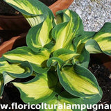 Hosta Great Expectation
