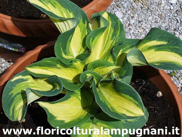 Hosta Great Expectation