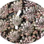 Sempervivum Blue Ice vaso 9/10