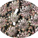 Sempervivum Blue Ice vaso 9/10
