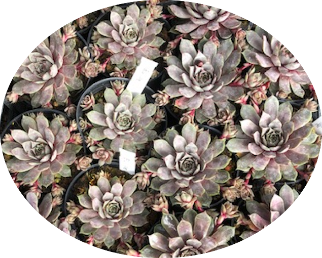 Sempervivum Blue Ice vaso 9/10