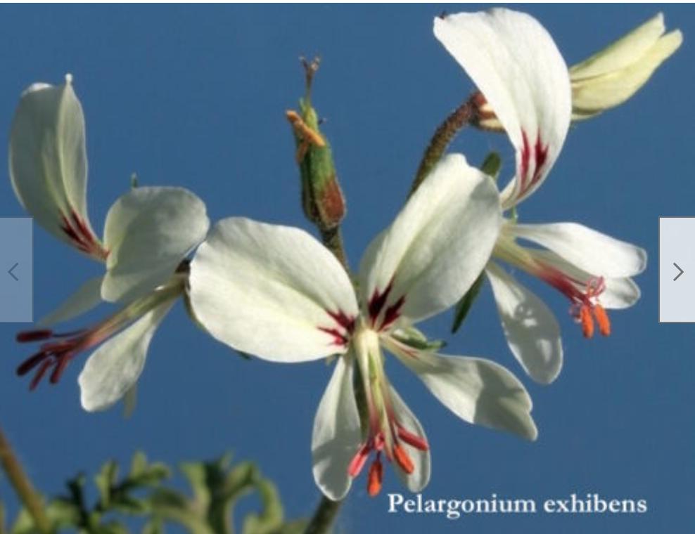 Pelargonium Exihbens