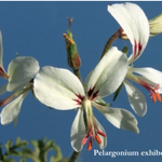 Pelargonium Exihbens