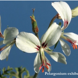 Pelargonium Exihbens