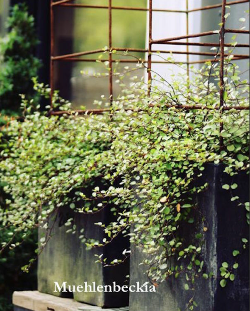 Muehlenbeckia complexa