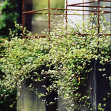 Muehlenbeckia complexa