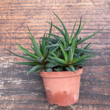 Haworthia radula