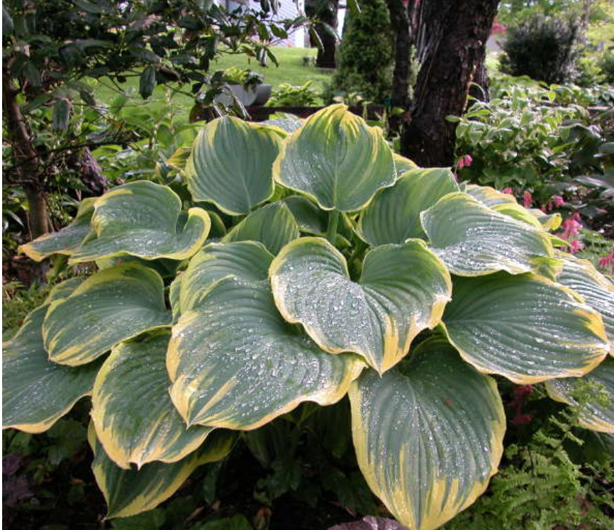 Hosta Fluctuans Sagae piante in vaso