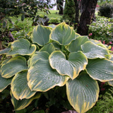 Hosta Fluctuans Sagae piante in vaso