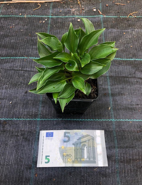 Hosta plug Nickel in vaso