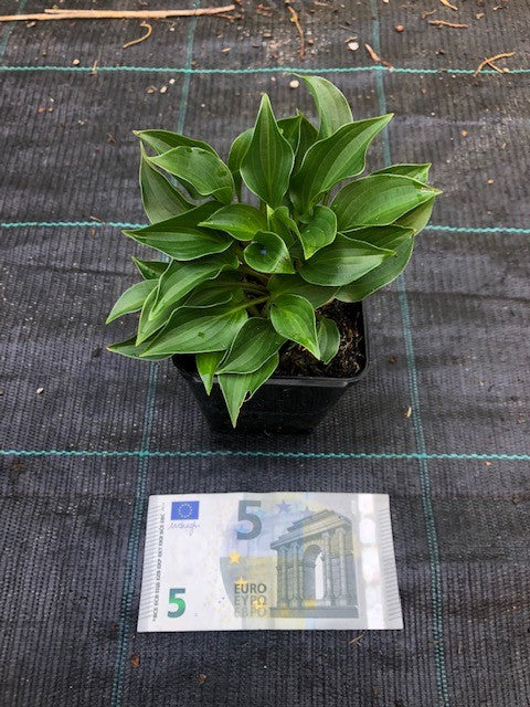 Hosta plug Nickel in vaso