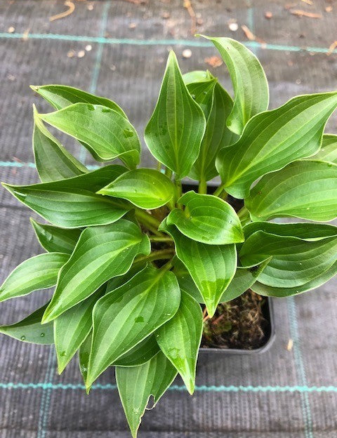 Hosta plug Nickel in vaso