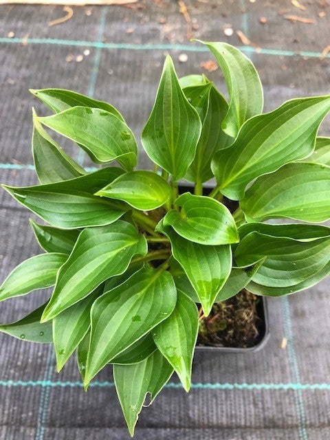 Hosta plug Nickel in vaso