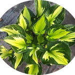 Hosta Morning Light -piante in vaso