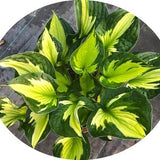 Hosta Morning Light -piante in vaso