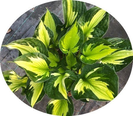 Hosta Morning Light -piante in vaso