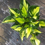 Hosta Morning Light -piante in vaso