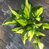 Hosta Morning Light -piante in vaso