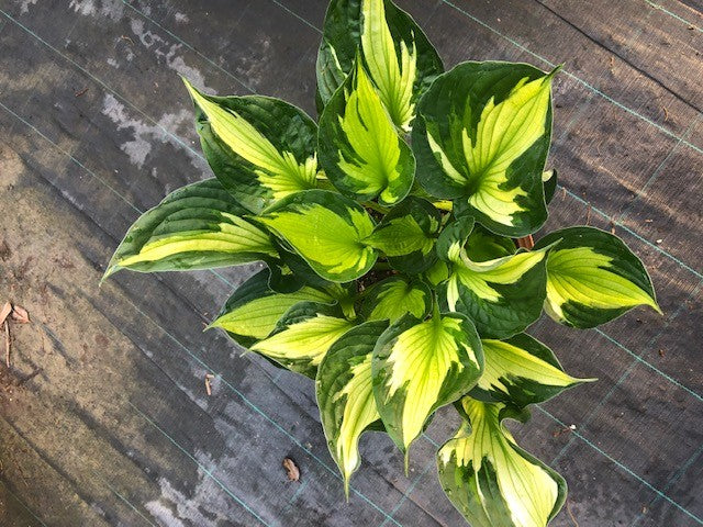 Hosta Morning Light -piante in vaso