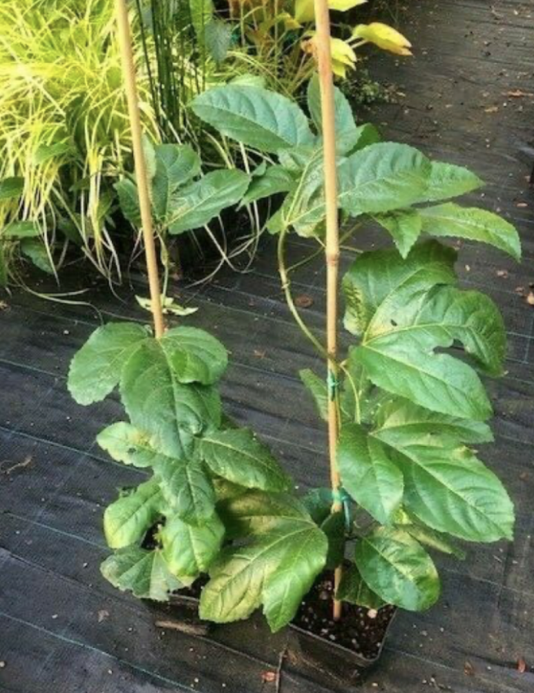 Passifora Edulis (Maracuja) piante in vaso