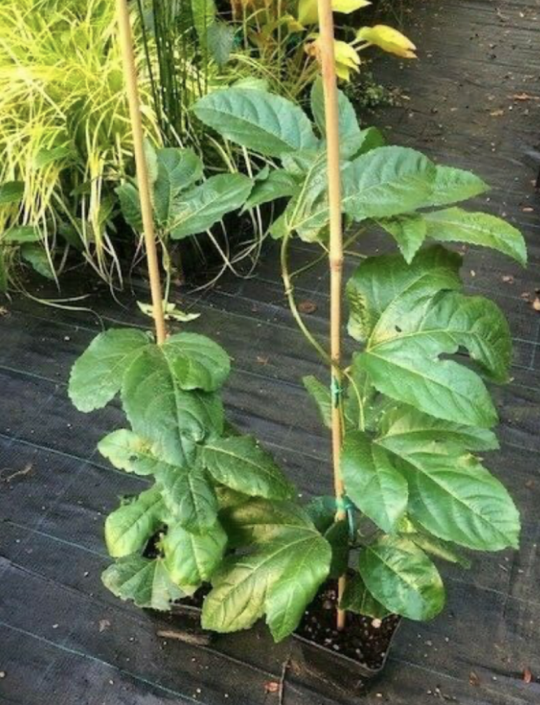 Passifora Edulis (Maracuja) piante in vaso