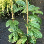 Passifora Edulis (Maracuja) piante in vaso