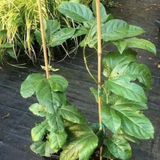 Passifora Edulis (Maracuja) piante in vaso