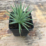 Agave stricta echinoides