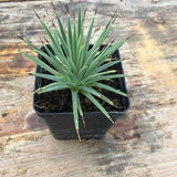 Agave stricta echinoides