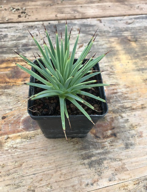 Agave stricta echinoides