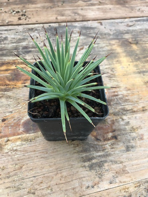 Agave stricta echinoides