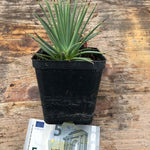 Agave stricta echinoides