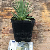 Agave stricta echinoides