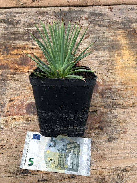 Agave stricta echinoides