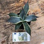 Agave Parrasana Variegata cm. 16/18
