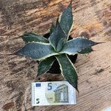 Agave Parrasana Variegata cm. 16/18