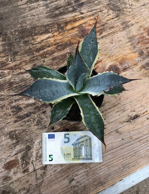 Agave Parrasana Variegata cm. 16/18