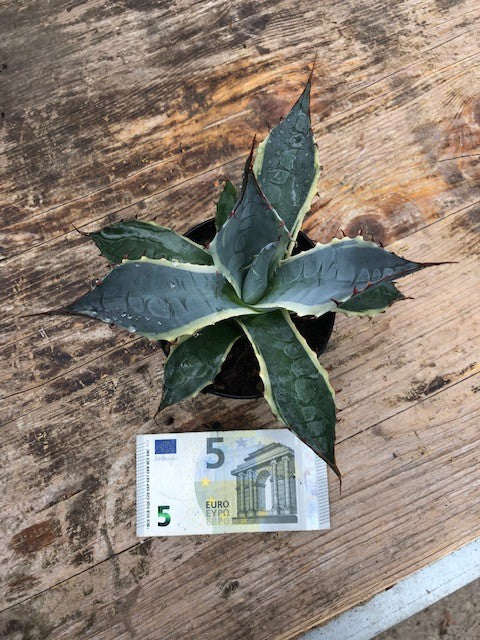 Agave Parrasana Variegata cm. 16/18