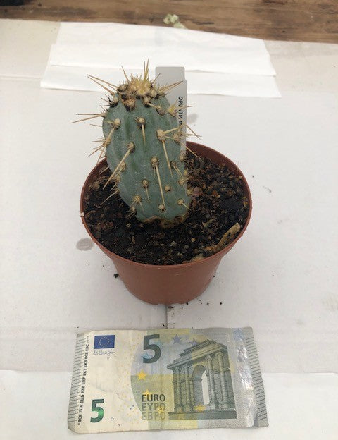 Opuntia Miquelii azurea