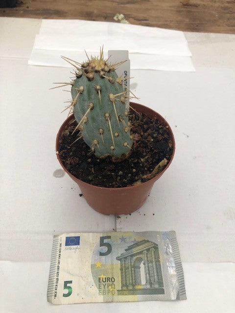Opuntia Miquelii azurea