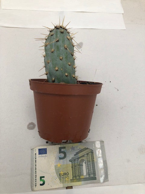 Opuntia Miquelii azurea