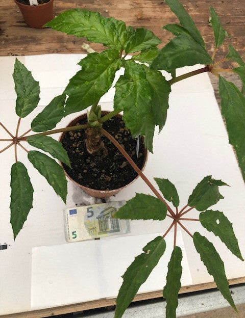 Begonia Carolineifolia