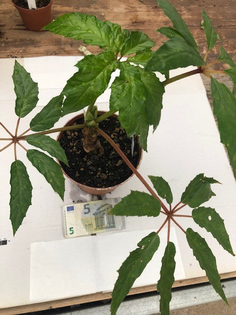 Begonia Carolineifolia
