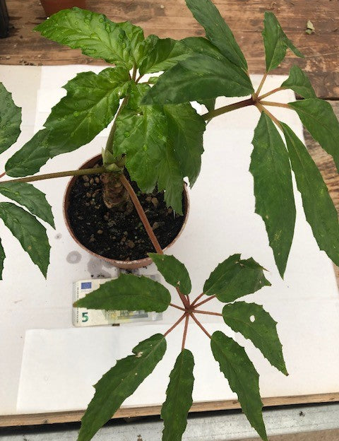 Begonia Carolineifolia