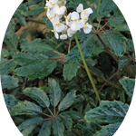 Begonia Carolineifolia