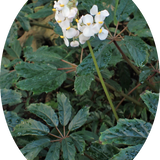 Begonia Carolineifolia