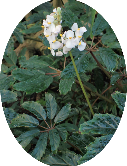 Begonia Carolineifolia