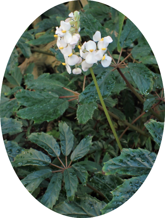 Begonia Carolineifolia